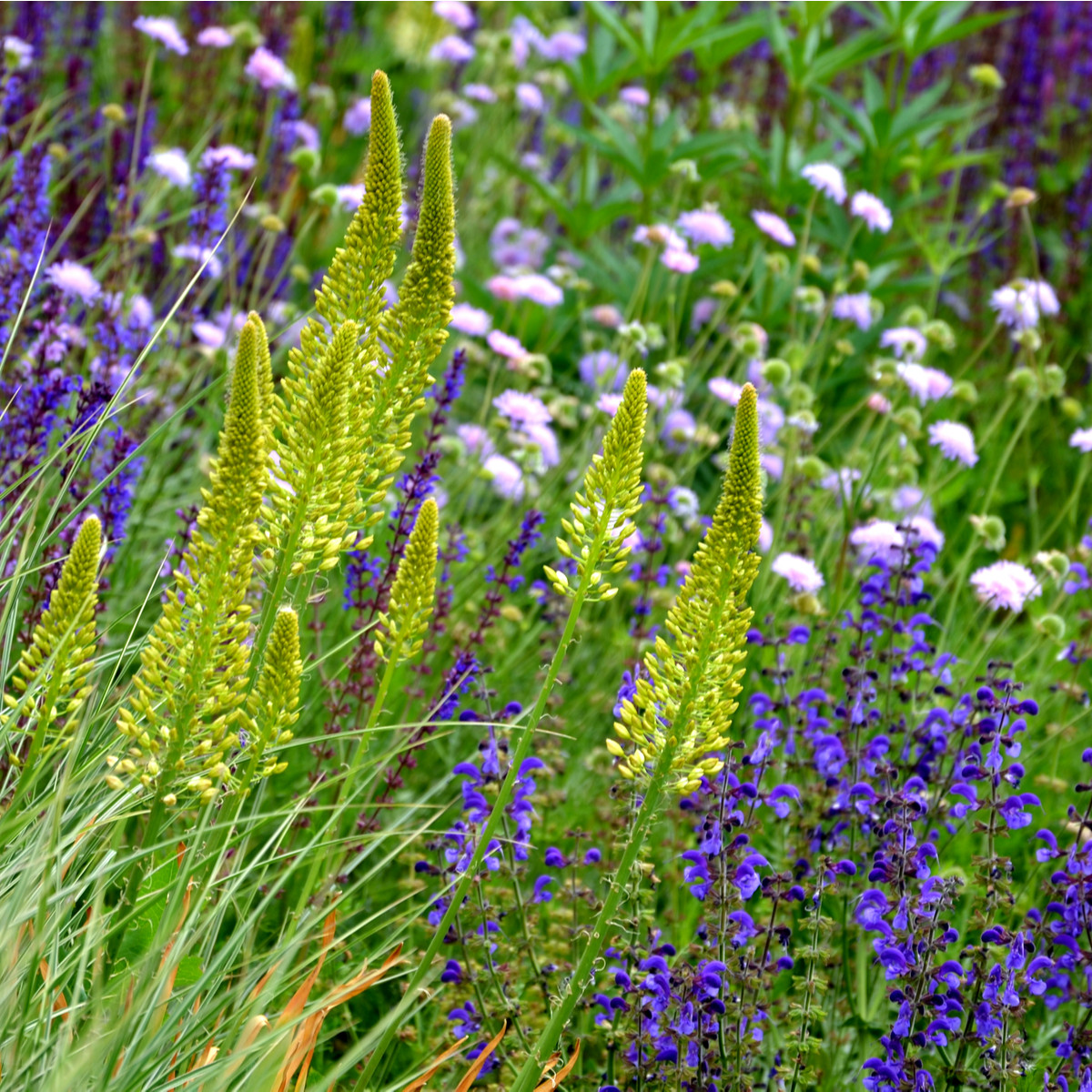 Bylinková vonička - semena Planta Naturalis - směs - 10 g