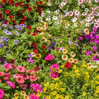 Visuté zahrady - semena letniček - směs letniček - 0,9 g