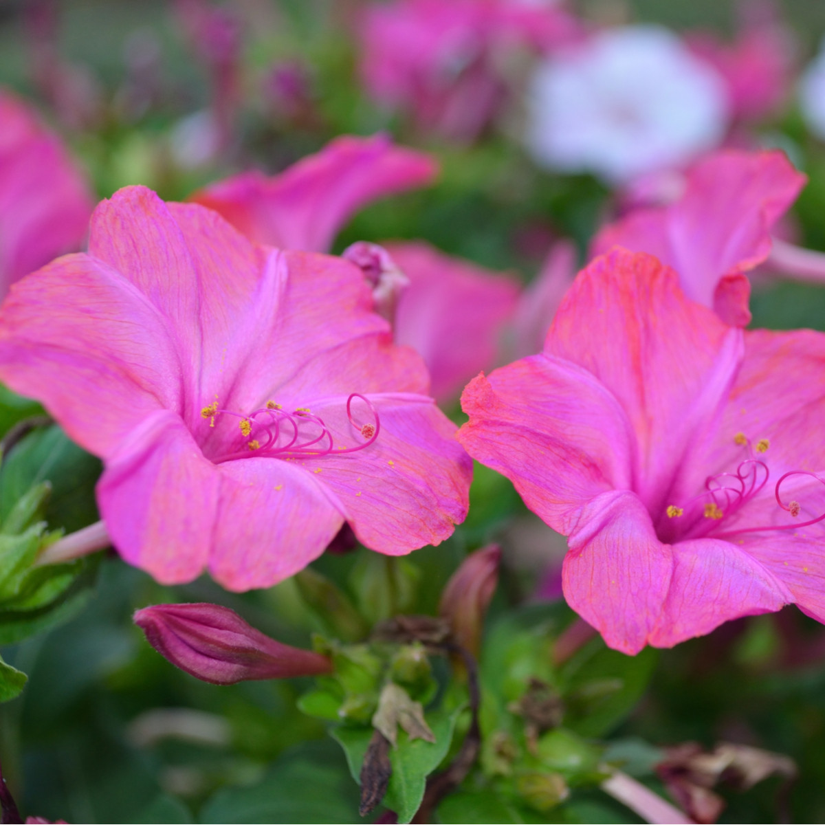Nocenka jalapovitá Limelight - Mirabilis jalapa - semena nocenky - 6 ks