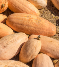 BIO Tykev Pink Jumbo Banana - Cucurbita maxima - bio semena tykve - 5 ks
