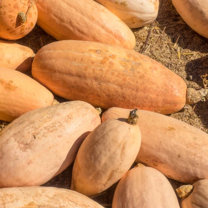 BIO Tykev Pink Jumbo Banana - Cucurbita maxima - bio semena tykve - 5 ks