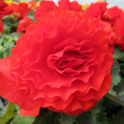 Begonie plnokvětá červená - Begonia superba - hlízy begonie - 2 ks