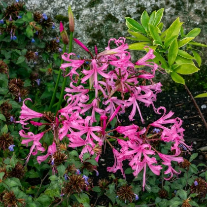 Nerine Bowdenova - Nerine bowdenii - hlízy nerine - 1 ks