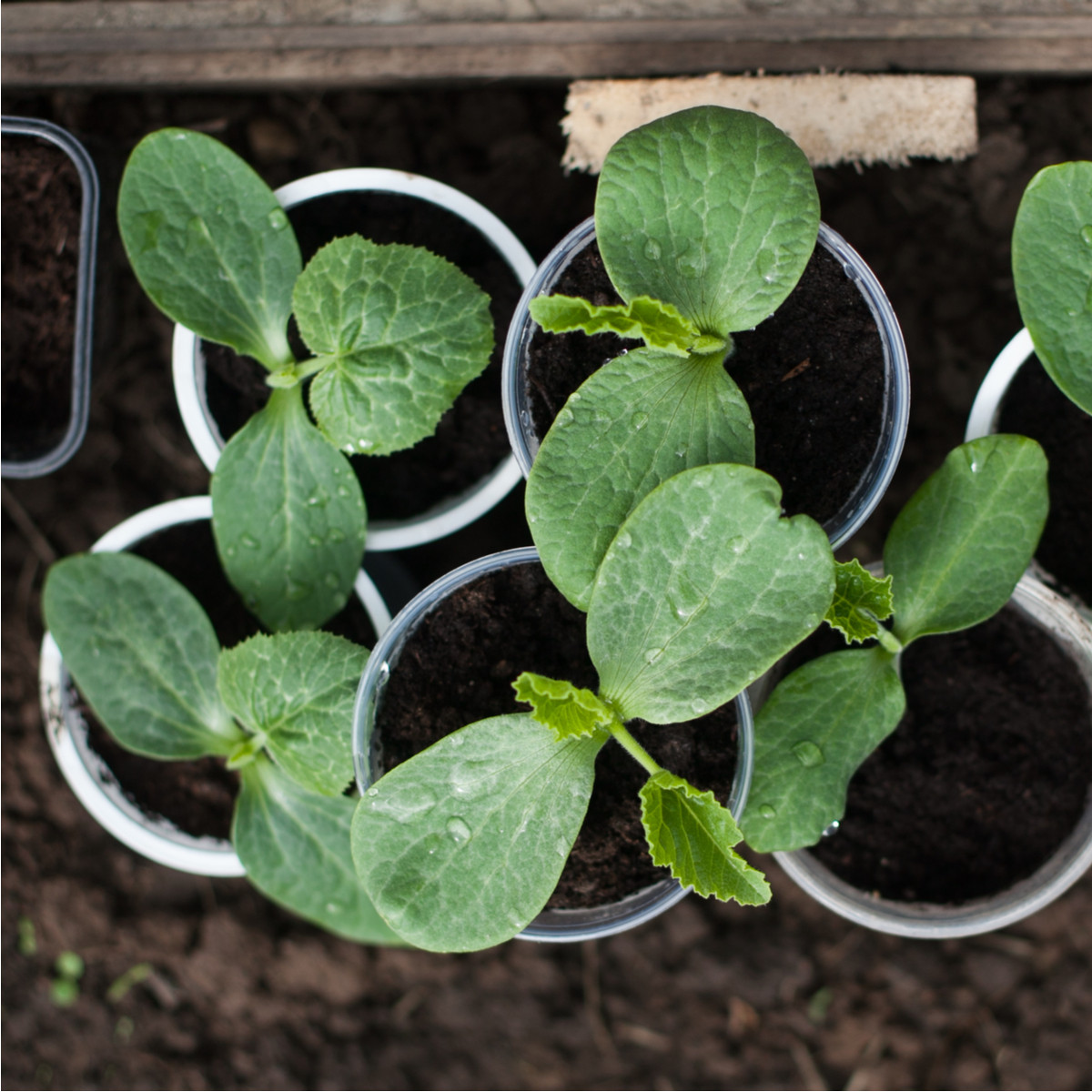 Tykev k roubování Routpower F1 - Cucurbita maxima x moschata - semena tykve - 10 ks