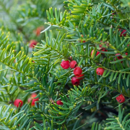 Tis japonský - Taxus Cuspidata - semena - 5 ks