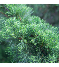 Jalovec čínský - Juniperus chinensis - semena jalovce - 5 ks