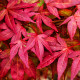 Javor japonský - Acer palmatum - semena javoru - 5 ks