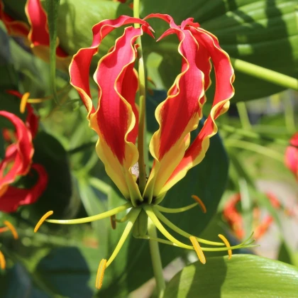 Glorióza popínavá - Gloriosa rotschildana - hlízy gloriózy - 1 ks