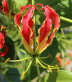 Glorióza popínavá - Gloriosa rotschildana - hlízy gloriózy - 1 ks