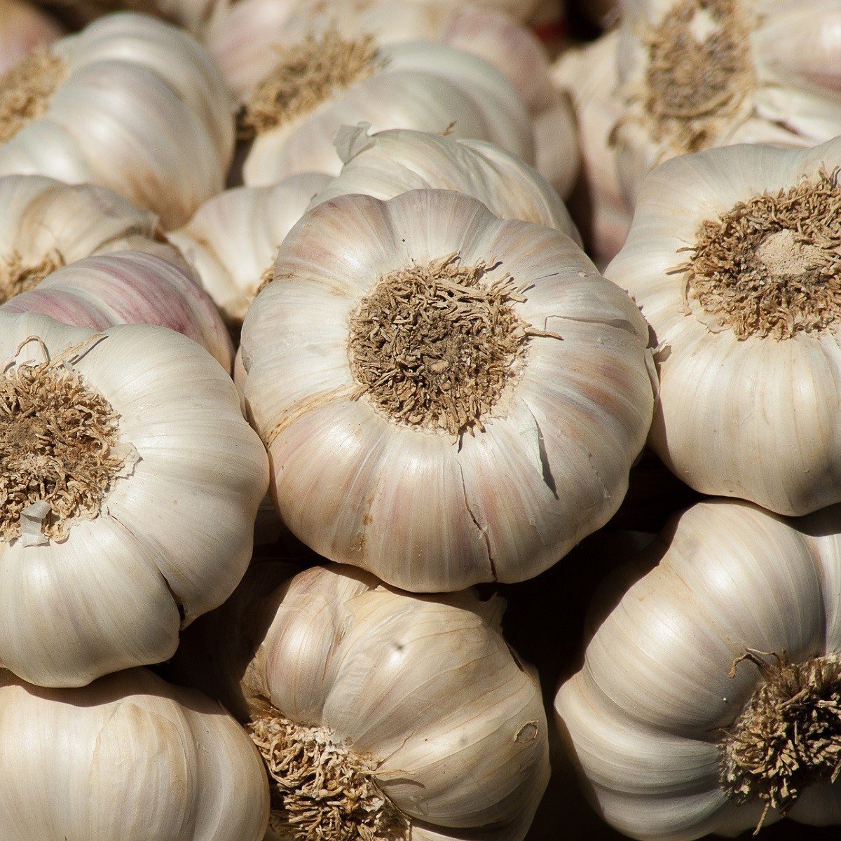 Sadbový česnek Flavor - Allium sativum - nepaličák - cibule česneku - 250 g
