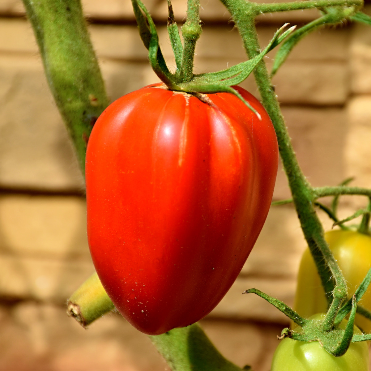 Rajče Big Mama F1 - Solanum lycopersicum - semena rajčete - 7 ks