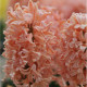 Hyacint Gipsy Queen - Hyacinthus L. - cibule hyacintu - 1 ks