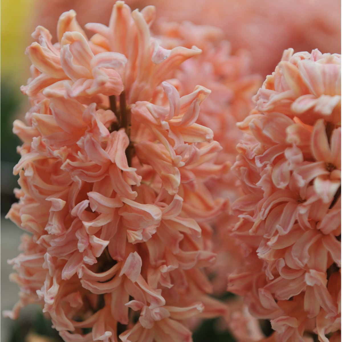 Hyacint Gipsy Queen - Hyacinthus L. - cibule hyacintu - 1 ks