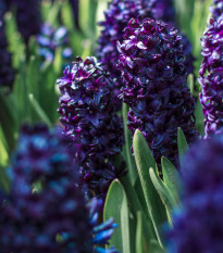 Hyacint Dark Dimension - Hyacinthus - cibule hyacintu - 1 ks