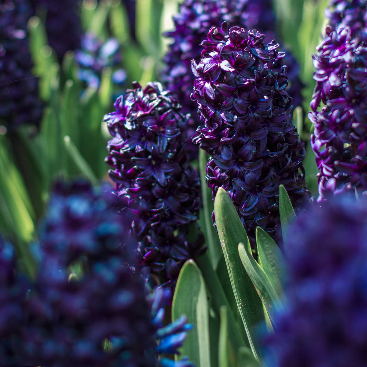 Hyacint Dark Dimension - Hyacinthus - cibule hyacintu - 1 ks
