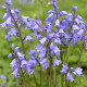 Hyacintovec španělský modrý - Hyacinthoides hispanica - cibule hyacintovce - 5 ks