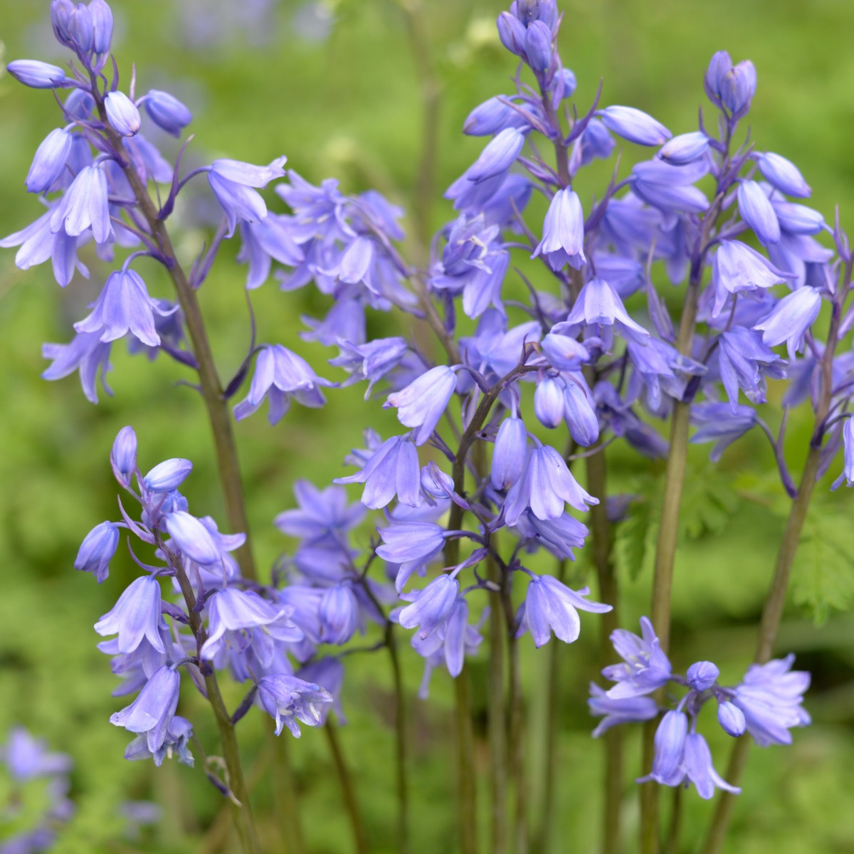 Hyacintovec španělský modrý - Hyacinthoides hispanica - cibule hyacintovce - 5 ks