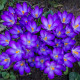 Krokus Tomasiniho Ruby Giant - Crocus tommasinianus - hlízy krokusu - 3 ks