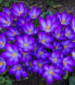 Krokus Tomasiniho Ruby Giant - Crocus tommasinianus - hlízy krokusu - 3 ks