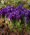 Krokus Remembrance - Crocus vernus - hlízy krokusu - 3 ks