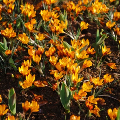Krokus Orange Monarch - Crocus chrysanthus - hlízy krokusu - 3 ks