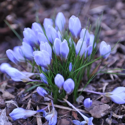 Krokus Blue Pearl - Crocus - hlízy krokusu - 3 ks