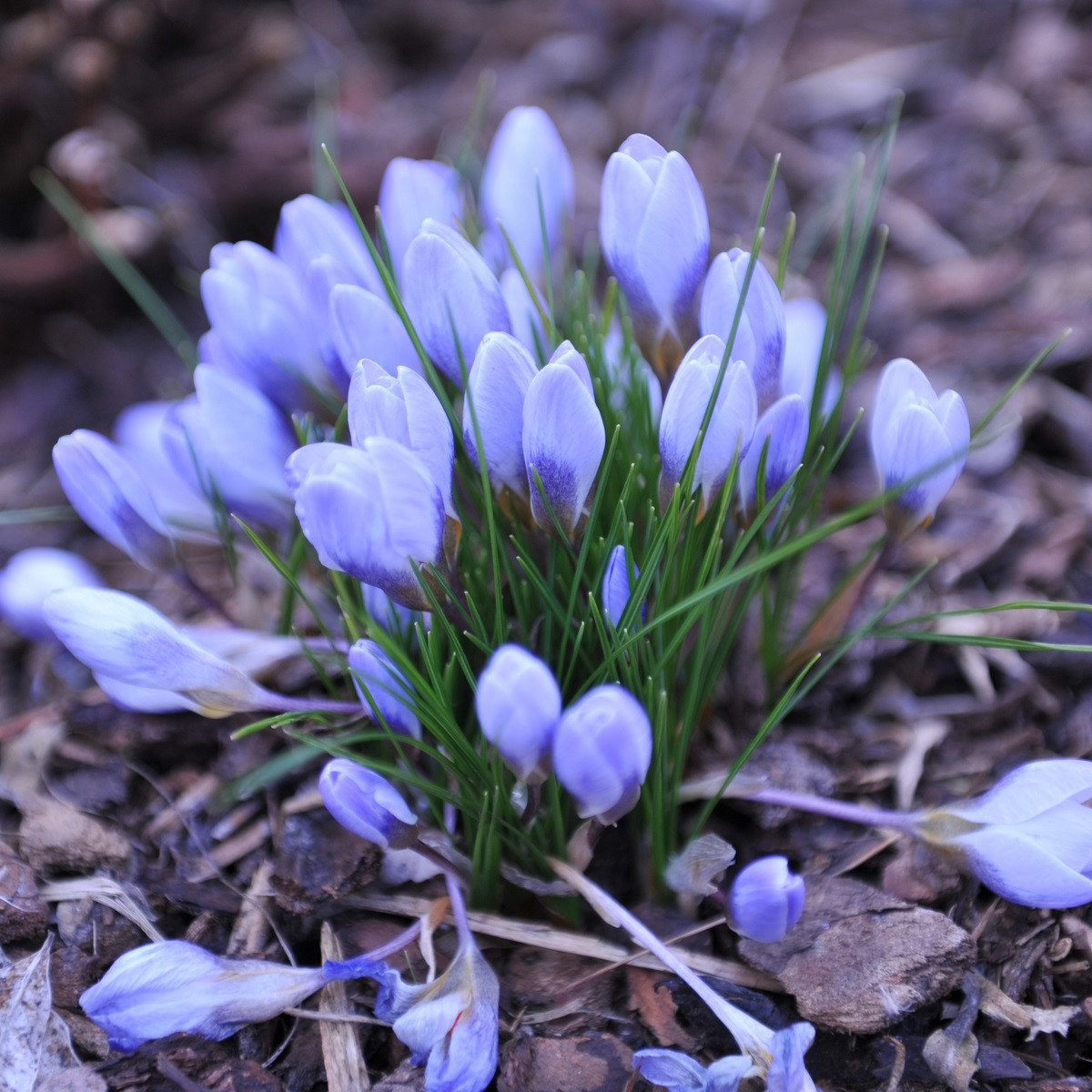 Krokus Blue Pearl - Crocus - hlízy krokusu - 3 ks
