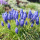 Modřenec arménský - Muscari armeniacum - cibule modřence - 5 ks