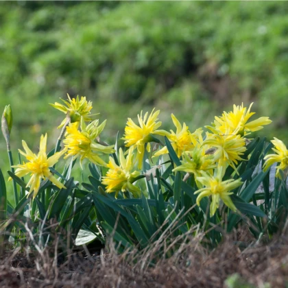 Mininarcis Rip Van Winkle - Narcissus - cibule narcisu - 3 ks