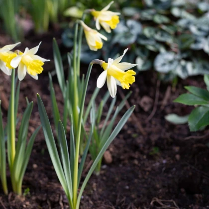 Narcis Topolino - Narcissus - cibule narcisu - 3 ks