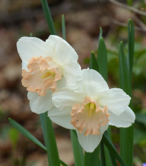 Narcis Salome - Narcissus L. - cibule narcisu - 3 ks