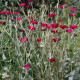 Kohoutek věncový - Lychnis coronaria - semena kohoutku - 50 ks