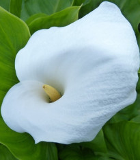 Kala Calgary - Zantedeschia - hlízy kaly - 1 ks