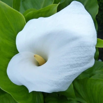 Kala Calgary - Zantedeschia - hlízy kaly - 1 ks