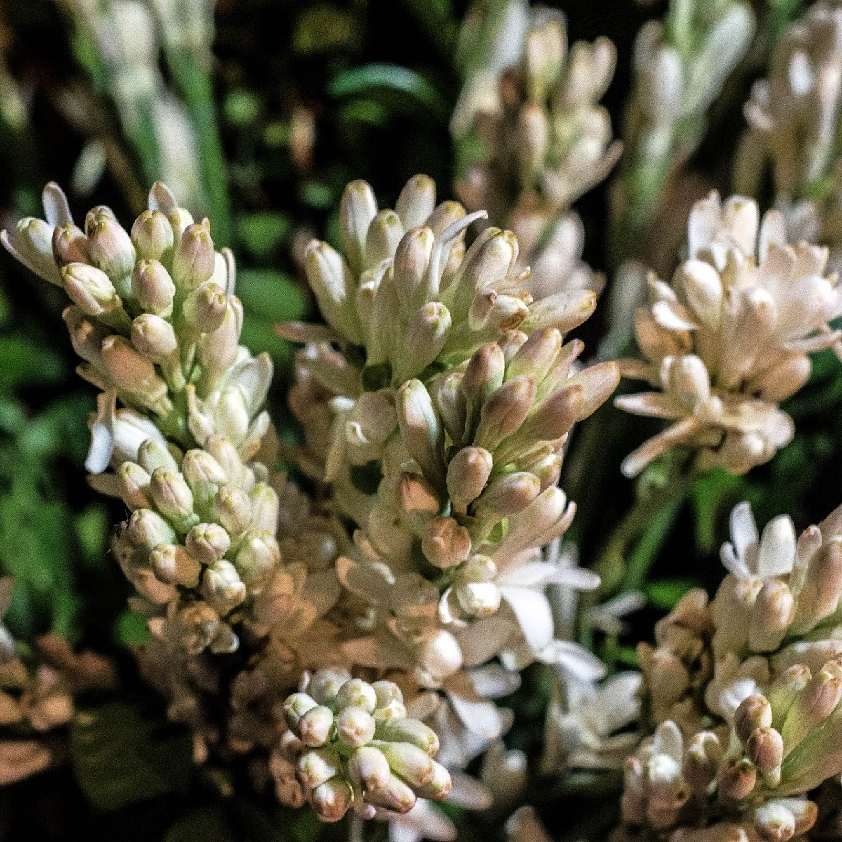 Tuberóza vonná Sensation - Polianthes tuberosa - hlízy tuberózy - 1 ks