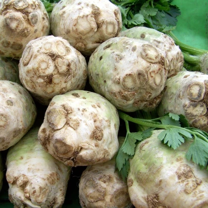 Celer bulvový Albin - Apium graveolens - semena celeru - 0,5 g