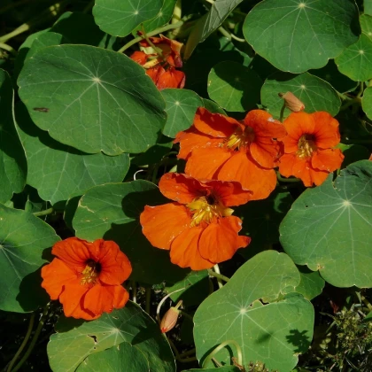 Lichořeřišnice větší Tom Pouce - Tropaeolum majus - semena lichořeřišnice - 15 ks