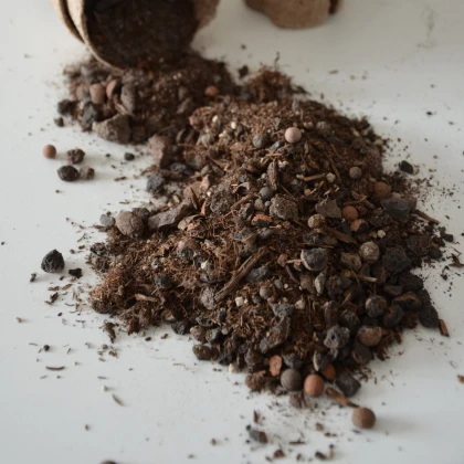 Substrát pro buxus - speciální substrát - 100 g