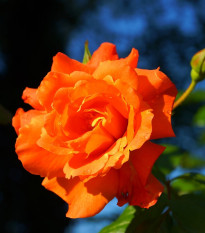 Růže velkokvětá keřová oranžová - Rosa - prostokořenné sazenice růže - 1 ks