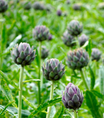 Artyčok - Cynara scolymus - prostokořenné sazenice artyčoku - 1 ks