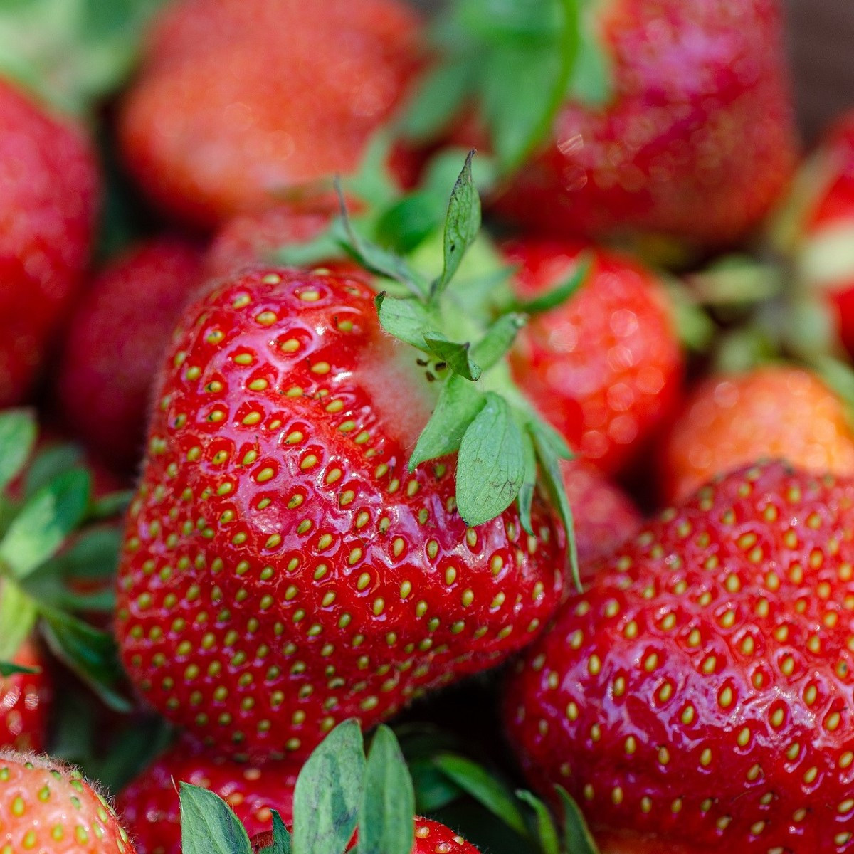 Jahodník Elsanta - Fragaria ananassa - prostokořenné sazenice jahodníku - 5 ks