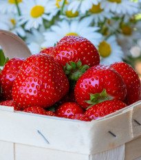 Jahodník Symphony - Fragaria ananassa - prostokořenné sazenice jahodníku - 5 ks