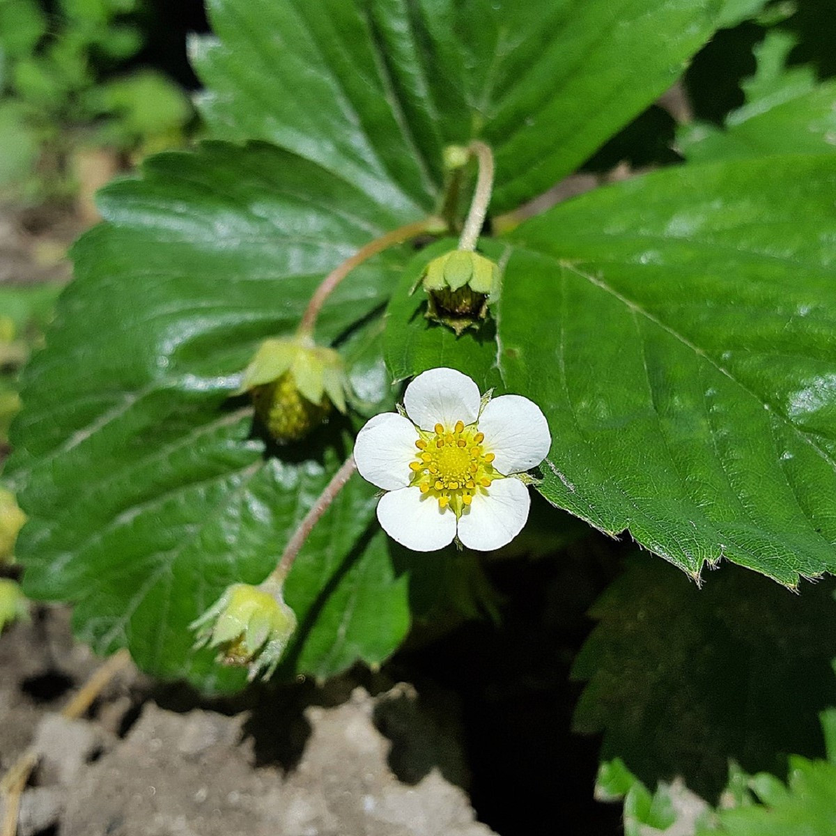 Jahodník Pineberry - Fragaria ananassa - prostokořenné sazenice jahodníků - 2 ks