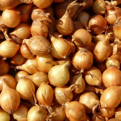 Cibule sazečka Sturon - Allium cepa - cibulky - 500 g