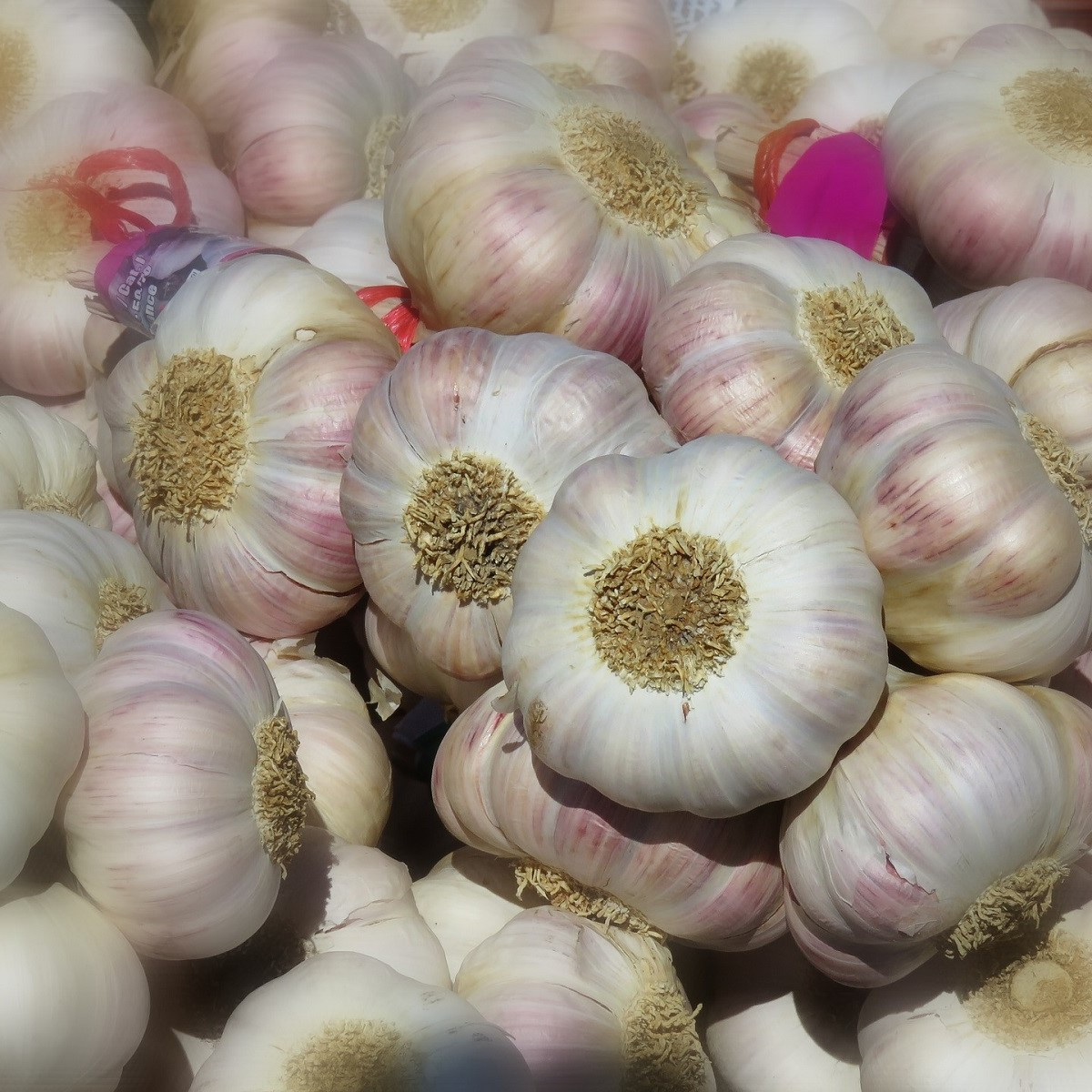 Sadbový česnek Arno - Allium sativum - nepaličák - cibule česneku - 1 balení