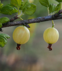 Angrešt bílý - Ribes uva-crispa - prostokořenné sazenice angreštu - 1 ks