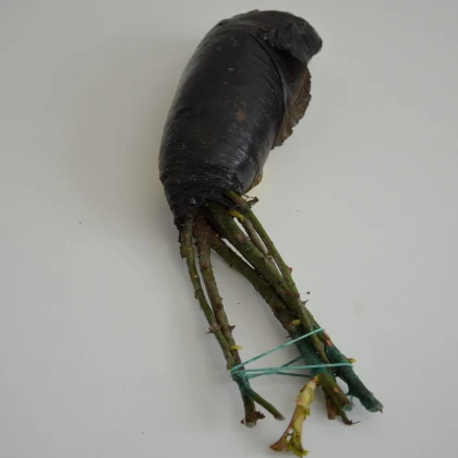 Růže velkokvětá pnoucí bílá - Rosa - prostokořenné sazenice růže - 1 ks