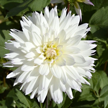 Jiřinka White Perfection - Dahlia - cibule jiřinek - 1 ks