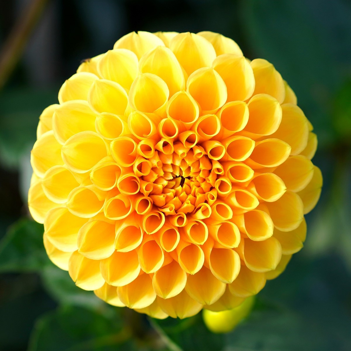 Jiřinka Potgieter - Dahlia - cibule jiřinek - 1 ks