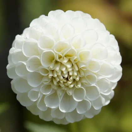 Jiřinka White Aster - Dahlia - hlízy jiřinky - 1 ks